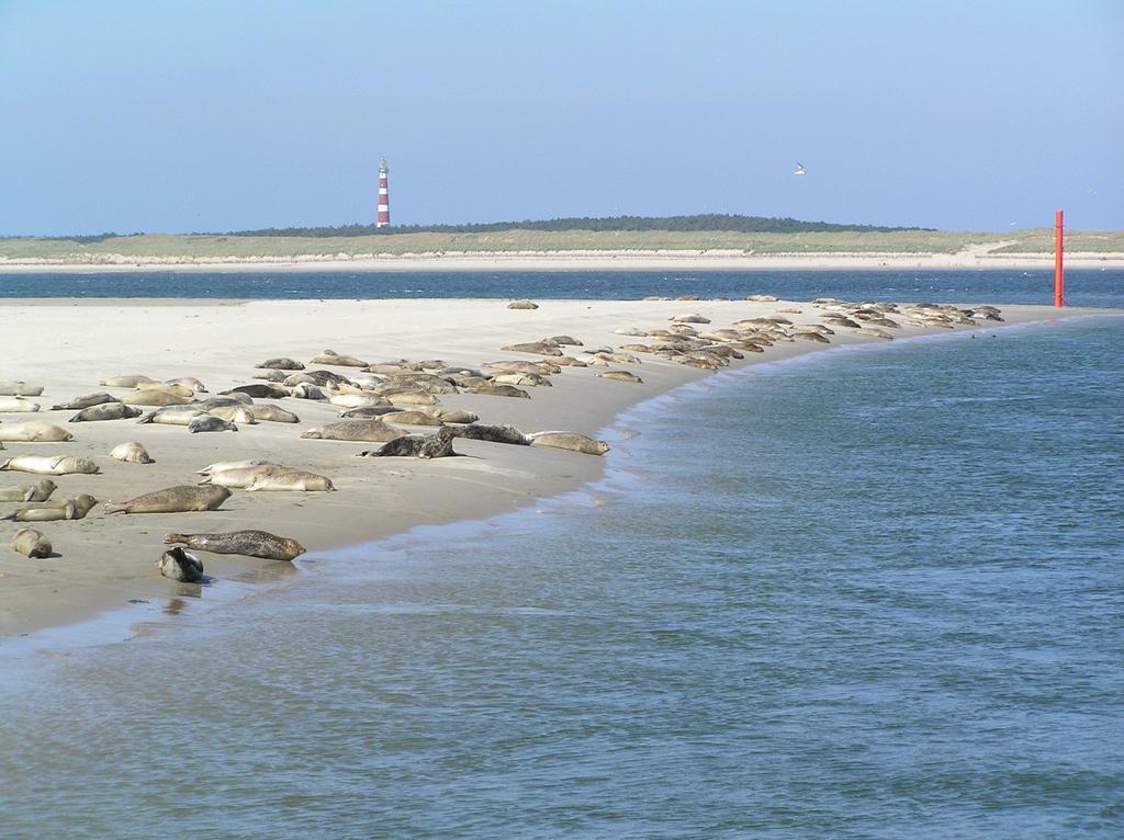 بيت شباب Sier Aan Zee هولوم المظهر الخارجي الصورة